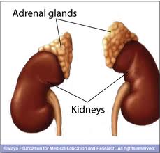 Hyperadrenal | Salina Family Chiropractic